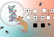 Genetics: The Fundamentals