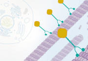 Cell Biology: The Cytoskeleton and Cell Cycle